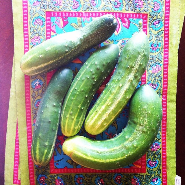 Giant cucumbers from our garden
