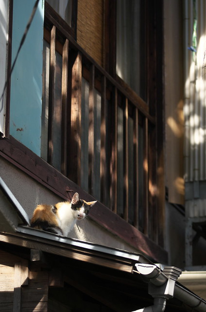 東京路地裏散歩 南池袋のネコ 2014年8月15日
