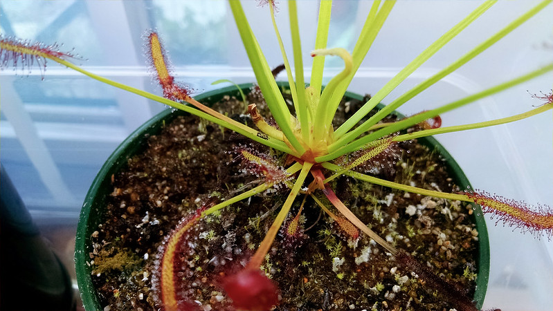 Drosera capensis with offset