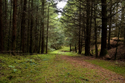 wood uk trees nature pine forest scotland woods track quiet gallowayforest d7000 newgallowwayforest