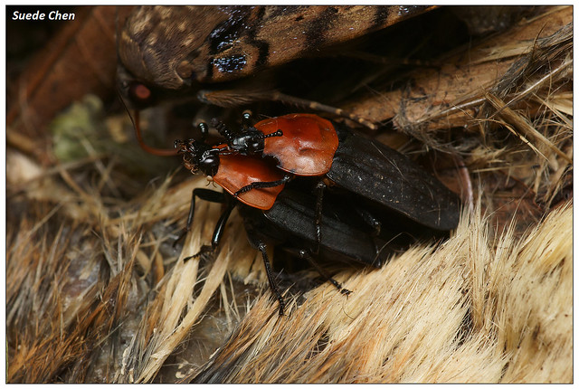 紅胸埋葬蟲 Calosilpha cyaneocephala (Portevin, 1914)