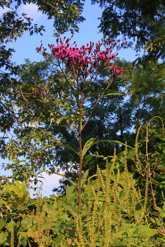 New York ironweed, Vernonia noveboracensis