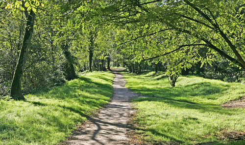 park france tree nature forest canon landscape path reserve natura vert paysage albero parc chemin aquitaine gironde mussonville bordeauxmetropole