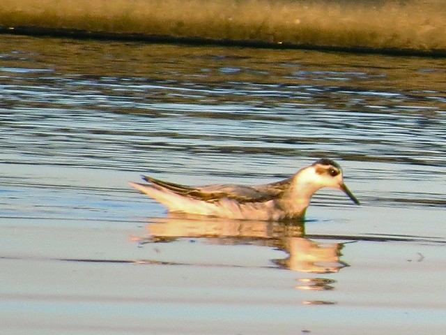 Red Phalarope at the Gridley Wastewater Treatment Ponds in McLean County, IL on 9-16-14