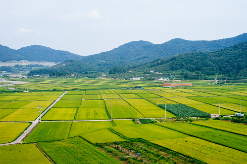 field zeiss 50mm day rice cloudy korea september planar changwon 창원