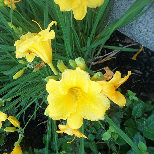 Confederation Centre daffodils, Charlottetown #princeedwardisland #pei #charlottetown #confederationcentreofthearts #flowers #daffodils