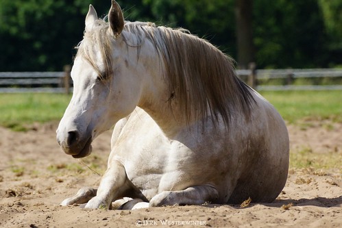 horse caballo deutschland pferd niedersachsen tierparkströhen