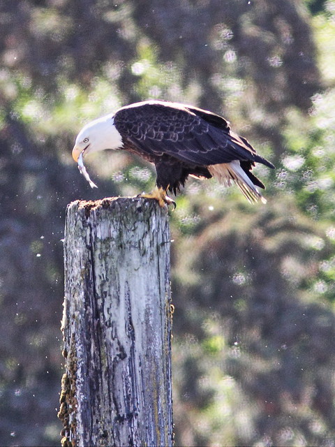Bald Eagle eating herring 20140616