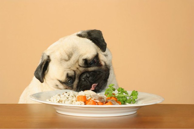 1_perro comiendo diarioecologia.jpg