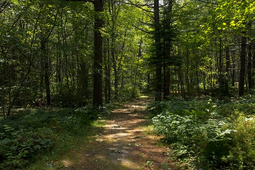 park trees light summer nature pine liverpool grove ns trails foliage