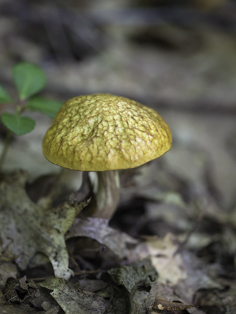 mushroom37