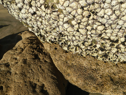 Ngapali Beach Rocks with Shells