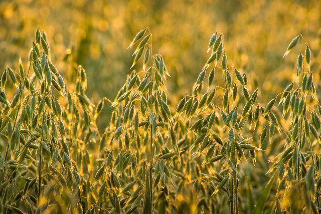 Oats, Farm Field, Grain, Crop
