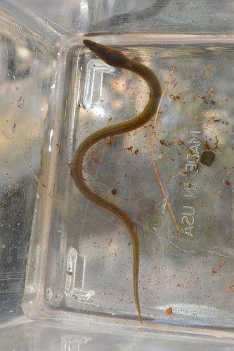 Young freshwater eel