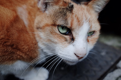 Cat in Akihabara