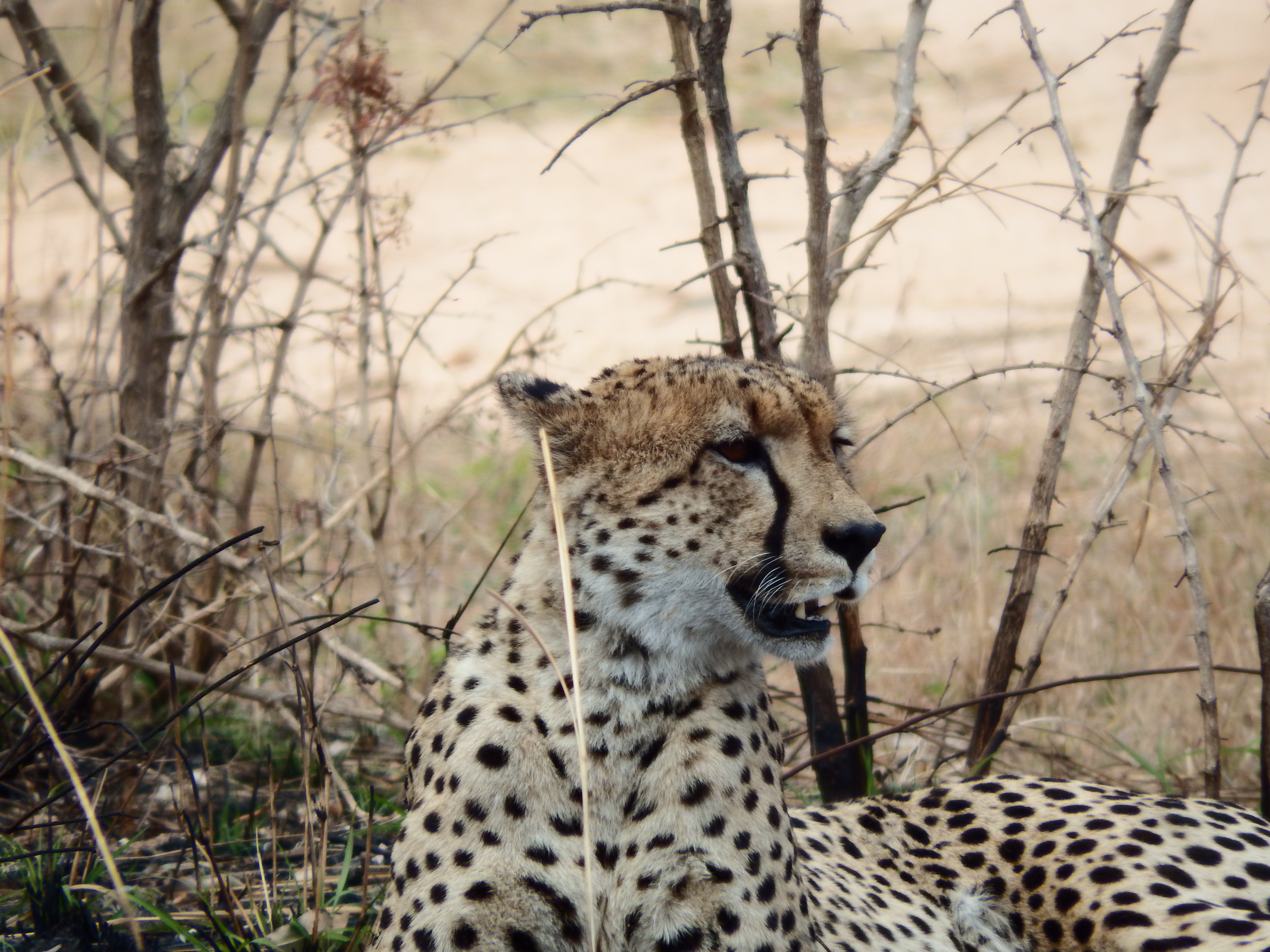 Cuatro Días Por El Sur De Kruger. - Sudáfrica 2014: Ballenas Y 8 Días En Kruger (15)