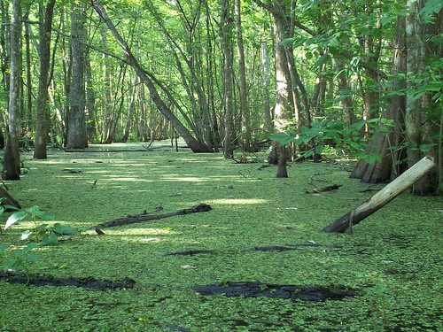 trees louisiana bayou swamp wetlands cypress lafourcheparish ilobsterit