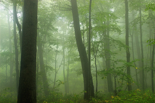 trees summer nature fog forest lowlight hiking pennsylvania creativecommons endlessmountains understory lycomingcounty riderpark precipitationfog