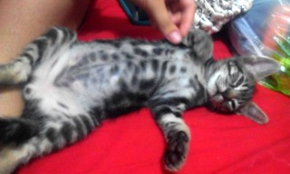 Neko, gatito pardo atigrado muy guapo nacido en Julio´14, en adopción. Valencia. ADOPTADO. 15170266682_cc9f25d4d9_n