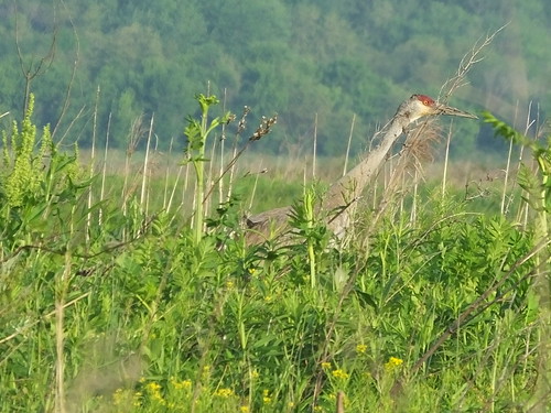 goosepond wildbirds gruidaecranes