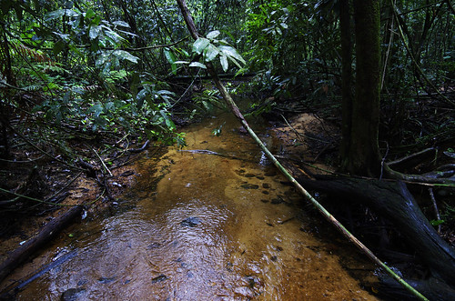 travel winter vacation water forest river rainforest asia stream reserve unesco virgin sri lanka tropical srilanka ceylon hilly sinharaja rainfores sinharajaforestreserve tropicalrainfores hillyvirginrainforest