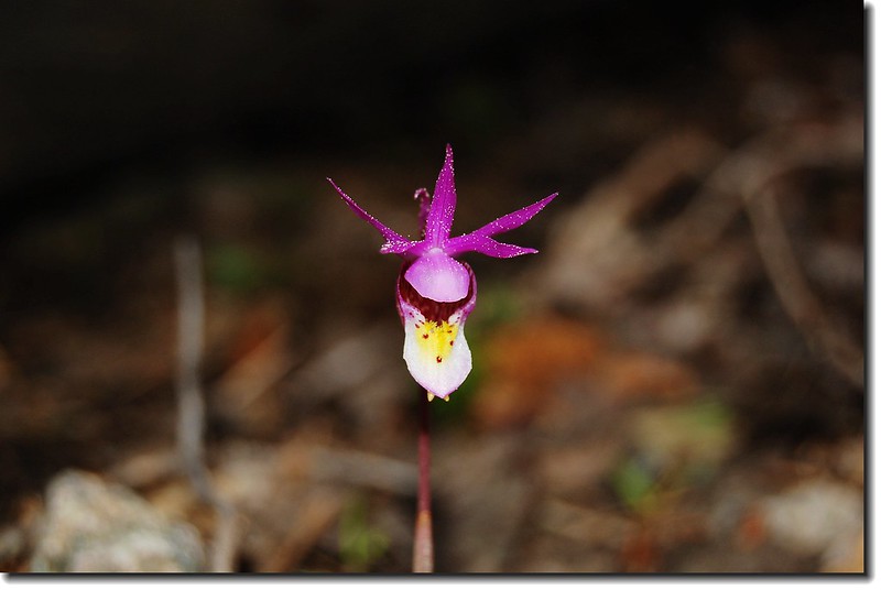 Calypso Orchid(Fairy Slipper)--Wild Basin 2