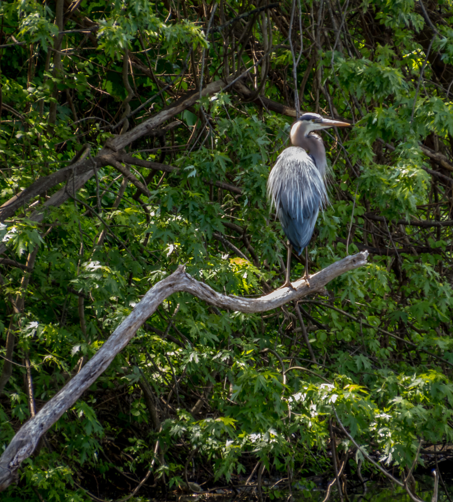 Great Blue Heron at Roger Williams Park