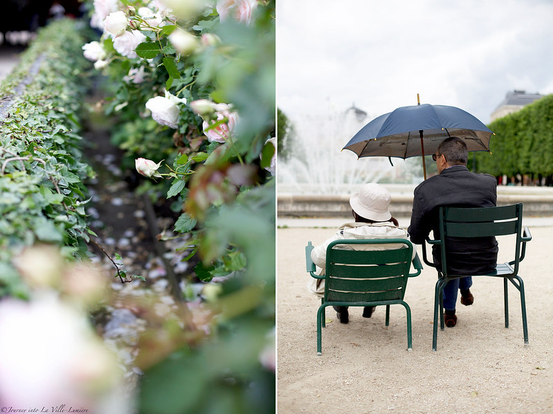 Roses, Jardin du Palais Royal