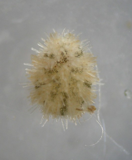 Echinocyamus pusillus
