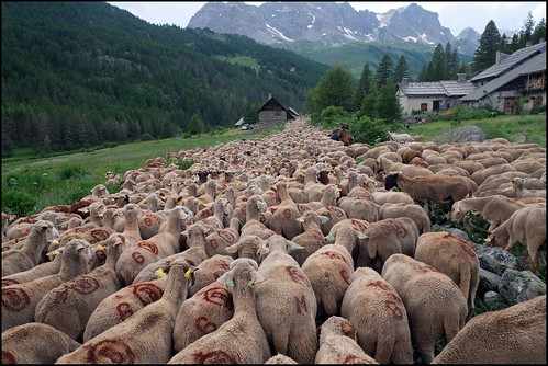 france moutons transhumance hautesalpes troupeau briançonnais valléedenévache