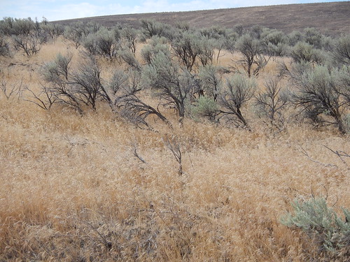 oregon huntington annual habitat poaceae introduced bunchgrass cheatgrass bromustectorum coolseason bromeae