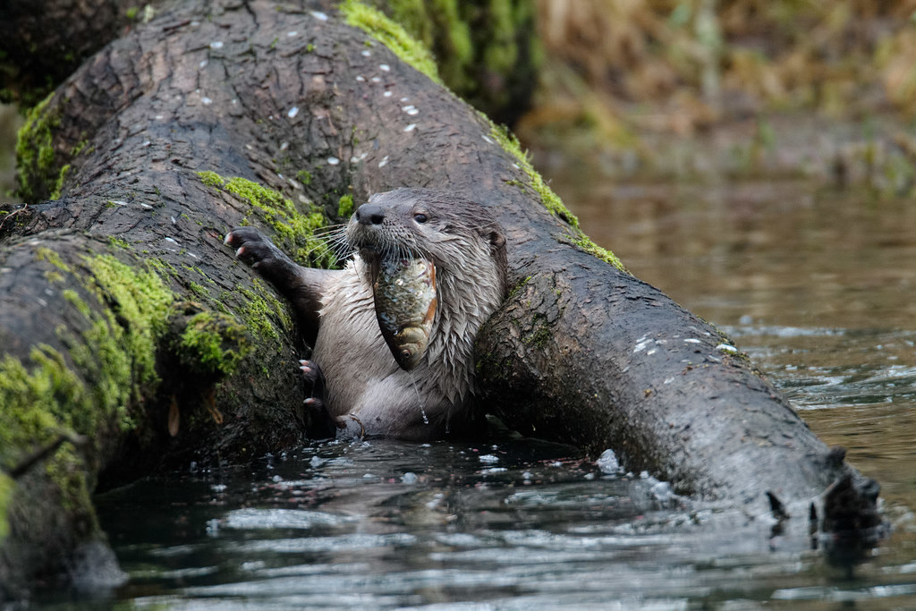 A river otter surfaces with a fish in its mouth