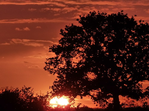 trees sunset sun silhouette atardecer treesilhouette evening suffolk sonnenuntergang pôrdosol eastanglia coucherdusoleil