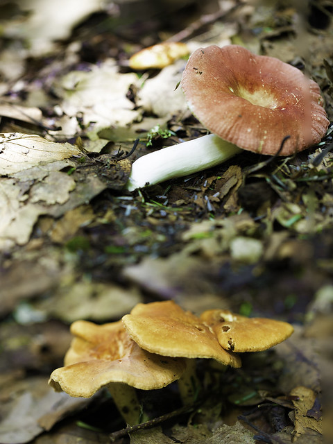mushroom25