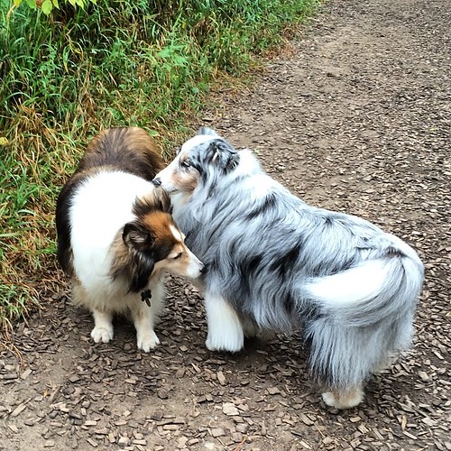 Cupcake greets a new friend. #dogpark