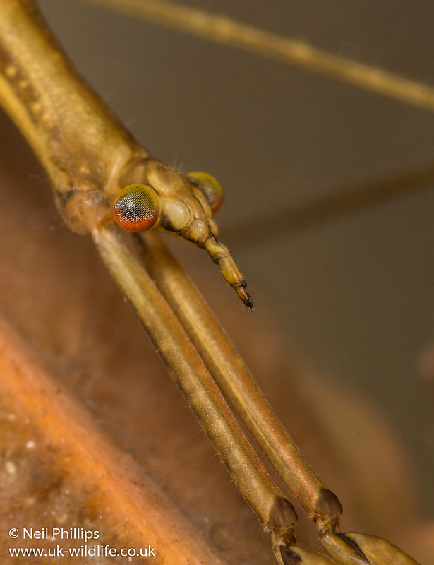 water stick insect close up