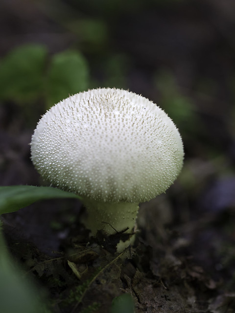 mushroom33