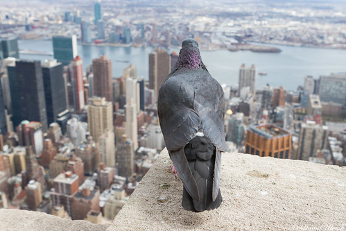 new york wild building bird skyline canon eos view state manhattan pigeon altitude empire 7d usm ef columba 2470mm f28l