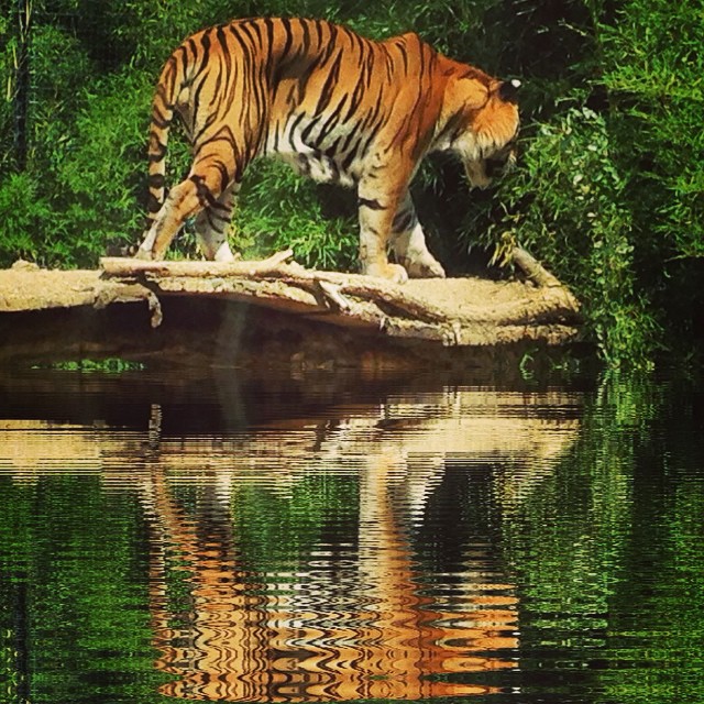 #parcozoofalconara #fantasy #place for the #tiger