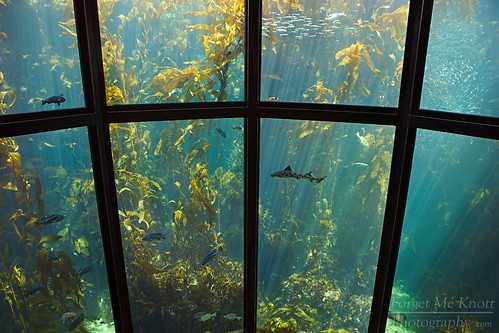 ocean california school sea sun fish water forest aquarium bay shark monterey underwater wildlife under sealife exhibit kelp rays sunrays brianknott forgetmeknottphotography fmkphoto