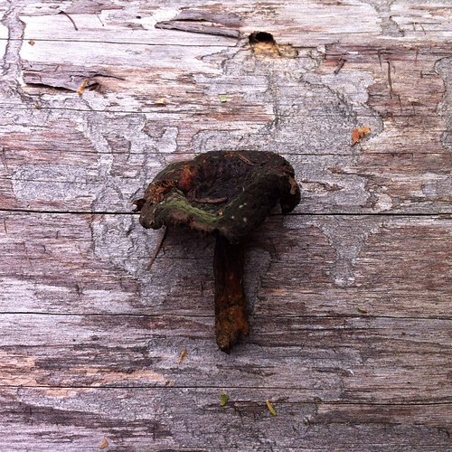 Mushroom from Boundary Waters Canoe Area Wilderness. #fungi #bwca #vscocam