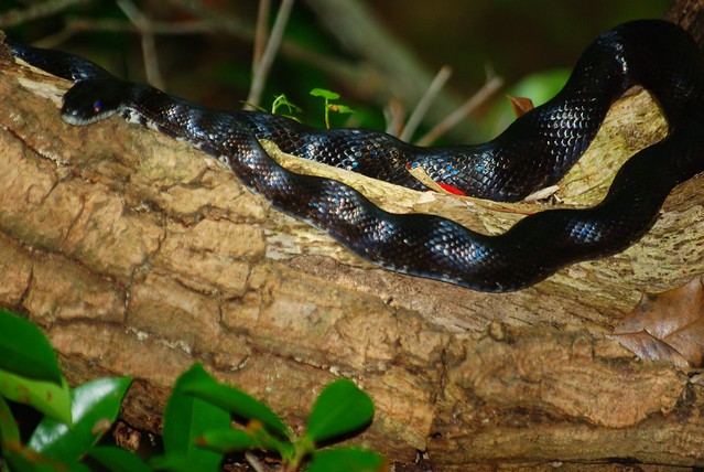 Black Rat Snake at Lake Anna State Park