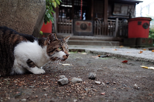 Cat in Yanagimori Shrine(Akihabara)