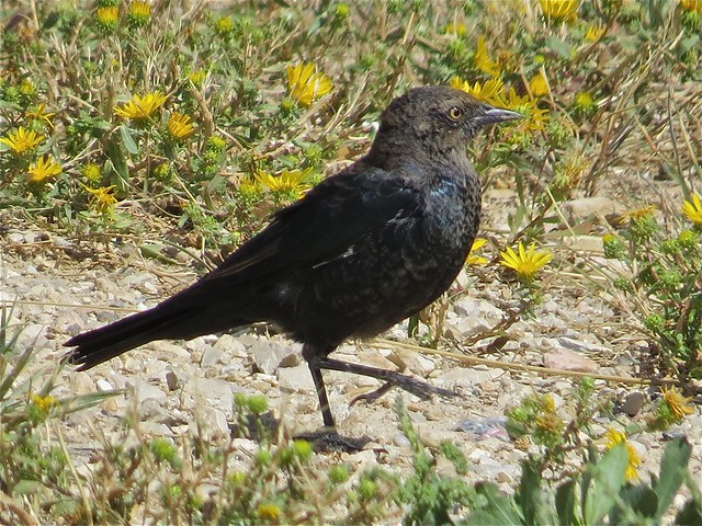 Brewer's Blackbird in Carbon County, Wyoming 14