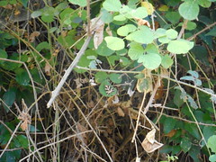 Οι πρώτες πεταλούδες Panaxia Quadripunctaria το φετινό καλοκαίρι στη Ψίνθο