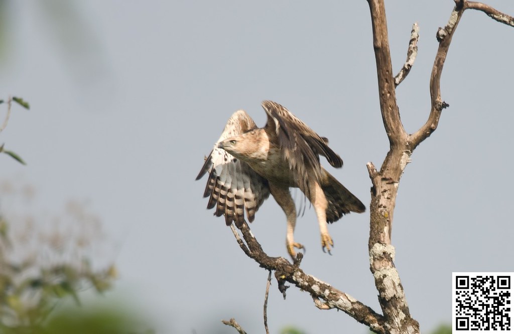 Changeable hawk-eagle [Águila Azor Variable]