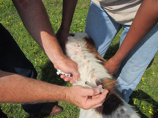 Picture of vaccination being administered to a goat.