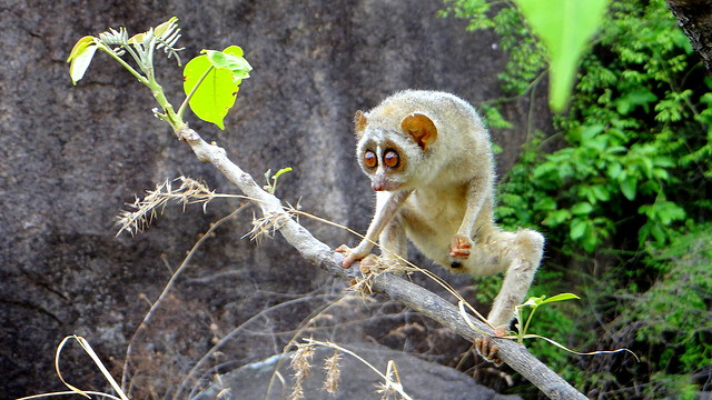 Rescue and Release: The Slender Loris, Devarayana Durga State Forest,  Tumkur District, 010514 | India - Nature, Travel And Birding