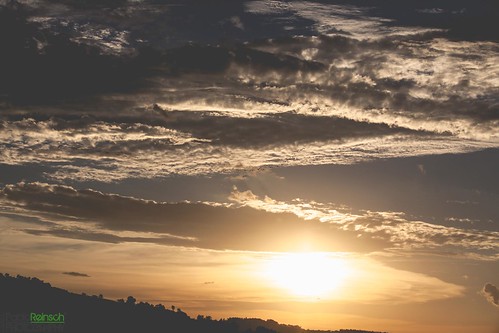 sunset summer sky plants sun birds clouds digital canon eos reflex afternoon outdoor silhouettes 5d misiones markii elsoberbio mocona canoneos5dmarkii 5dmkii pabloreinschphotography