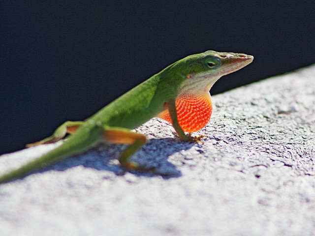 Green Anole 20140718